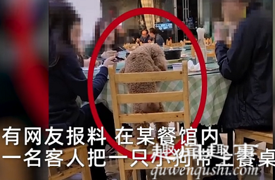 近日,四川一男子带着宠物狗进饭店,还让狗狗站在椅子上同桌吃饭,店老板发现一