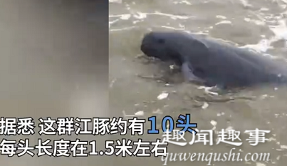 广西渔民意外捞到一群大鱼 随后一幕引众人尖叫内幕揭秘实在让人吃惊(视频)