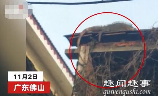 11月2日,广东一村民发现自家房顶上突然垂下一条巨大尾巴,凑近一看吓得报警。