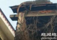 11月2日,广东一村民发现自家房顶上突然垂下一条巨大尾巴,凑近一看吓得报警。