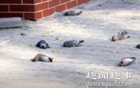 震惊!每天三四百只小鸟在同一地点撞楼自杀 原因曝光令人心疼