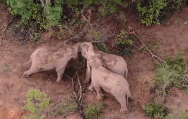 两象打架一象中间劝和 究竟是怎么回事？