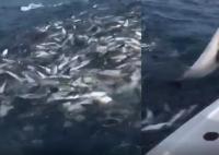 直呼罕见!海南鲸鱼用超声波震晕鱼群疯狂掠食 渔民拍下现场直呼罕见
