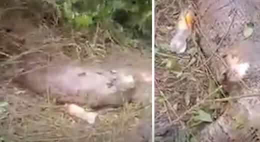 泰国一条4.5米长的蟒蛇吞下整头牛 肚子被撑爆死亡内幕曝光简直太恐怖