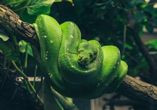 已婚女人梦见蛇 究竟是什么意思？