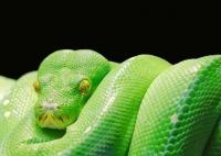 梦见蛇是怎么回事 周公解梦梦见蛇好不好有什么预兆是什么意思？