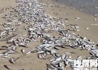 广东一景区海滩出现大面积死鱼 为什么死这么多什么原因？