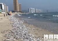 广东一景区海滩出现大面积死鱼 内幕曝光实在令人震惊