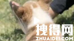 上海一小区宠物狗被扑杀 居委会回应 究竟是怎么回事？