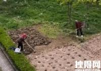 上海阿姨将小区草坪改成菜园 自己动手用锄头锄地种菜
