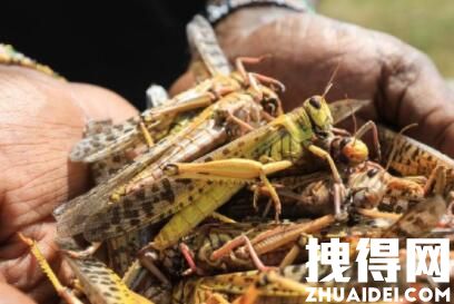 沙漠蝗虫能吃吗 背后真相实在让人惊愕