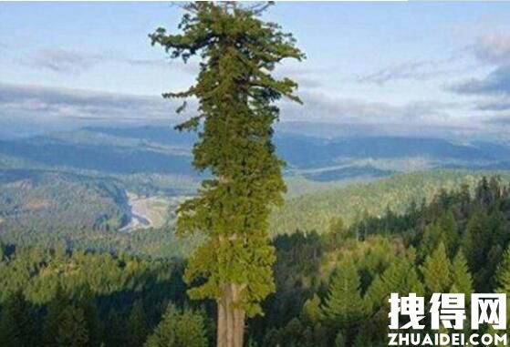 世界上最高的树 背后真相实在让人惊愕