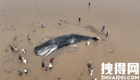 3米长抹香鲸2次搁浅沙滩死亡 背后真相实在让人惊愕