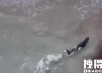 3米长抹香鲸2次搁浅沙滩死亡 内幕曝光简直太意外了