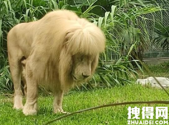 给狮子剪齐刘海?广州动物园回应 内幕曝光简直太意外了