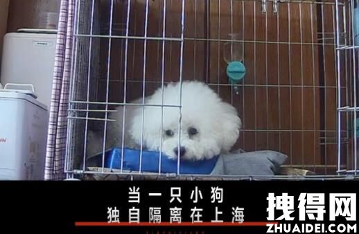 一只上海小狗独自隔离的19天 原因竟是这样实在太崩溃了