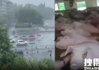 暴雨致养殖场被淹 万头猪等救援 背后真相实在让人惊愕