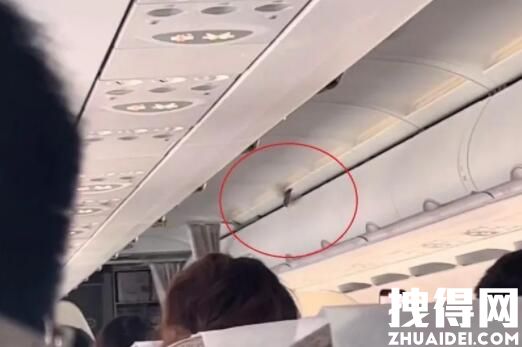 东航客机高空飞行时舱内飞出小鸟 究竟是从哪里来的？