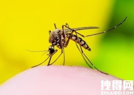 超过40℃蚊子将停止吸血活动 背后真相实在让人惊愕