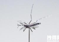 超过40℃蚊子将停止吸血活动 内幕曝光简直太意外了