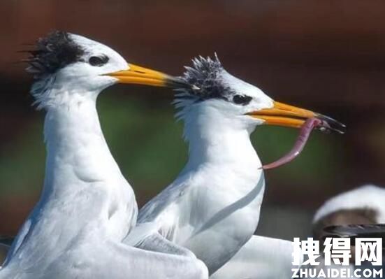 近百只极危鸟类停留胶州湾 内幕曝光简直太意外了