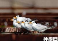 近百只极危鸟类停留胶州湾 背后真相实在让人惊愕