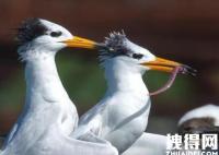近百只极危鸟类停留胶州湾 内幕曝光简直太意外了