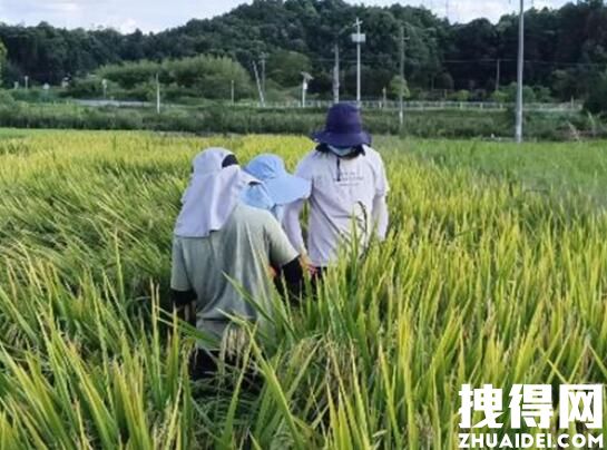 长沙种出2米2高巨型稻致敬袁隆平 长沙隆平稻巨型稻就要成熟了