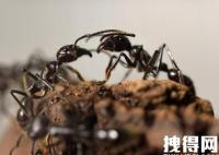 研究估算:全球蚂蚁总数约2亿亿只 内幕曝光简直太意外了