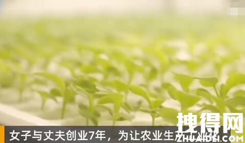 女子建植物工厂让菠菜一年长22茬 内幕曝光简直太意外了