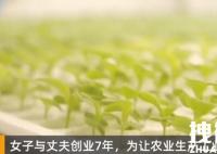 女子建植物工厂让菠菜一年长22茬 内幕曝光简直太意外了