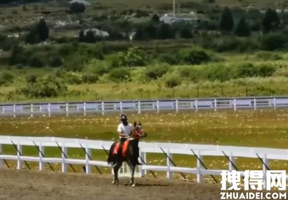 价值28万纯血马在丽江“走失” 究竟是怎么回事？
