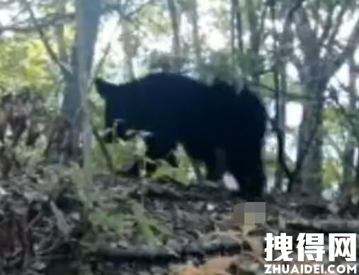 重庆拍到黑熊一家三口林中漫步 意外至极真相简直太罕见了