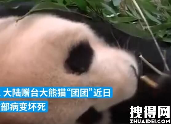 大陆赠台大熊猫状况不佳躺地进食 到底有多严重了？