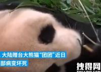 大陆赠台大熊猫状况不佳躺地进食 始末详情让人担忧
