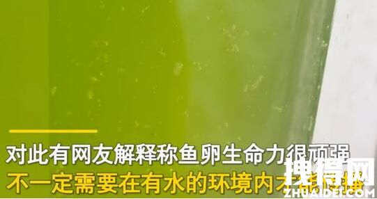 男子放阳台的死水突然变绿长鱼苗 罕见至极内幕太神奇了