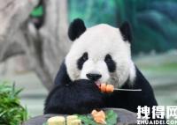 台北动物园谈团团遗体处置 死亡原因实在太可惜了