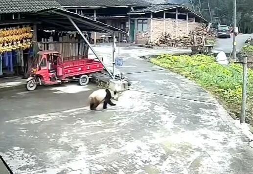 四川女子回娘家屋旁偶遇大熊猫 究竟是怎么回事？