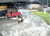 四川女子回娘家屋旁偶遇大熊猫 这也太可爱了吧