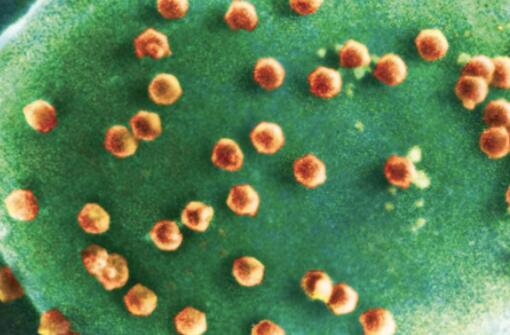 科学家首次发现专吃病毒生物 背后真相实在让人惊愕