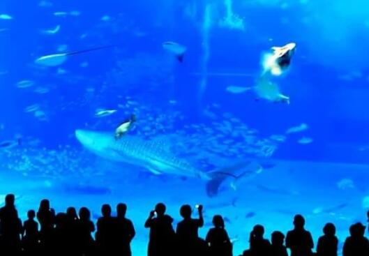 水族馆游客开闪光灯拍照 大鱼一头撞向玻璃墙喷血而死 现场曝光