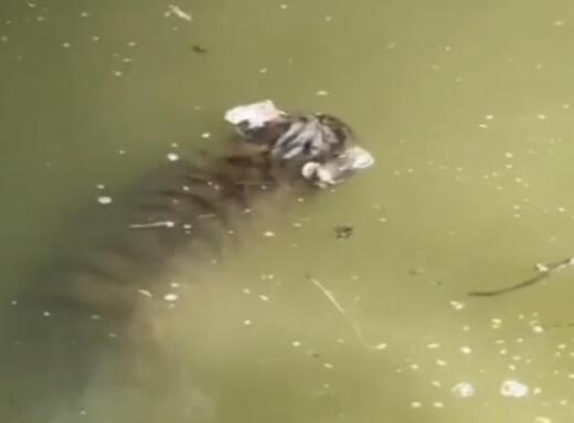 上海动物园回应网传幼虎溺亡 幼虎为什么掉入水塘？