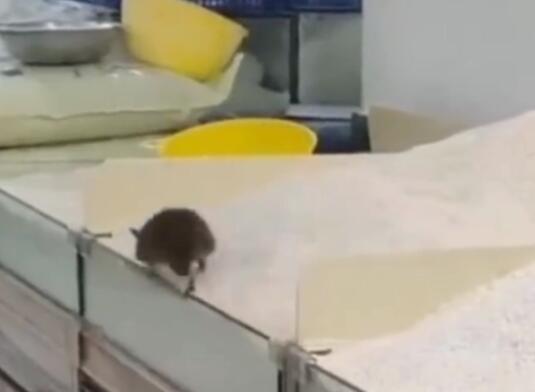 官方回应永辉超市老鼠爬大米 究竟是怎么回事？