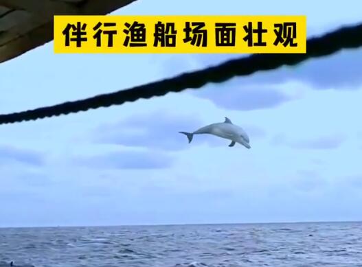 渔民出海偶遇100多只海豚逐浪嬉戏 内幕曝光简直太罕见了
