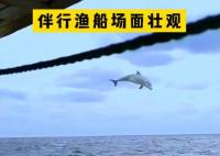 渔民出海偶遇100多只海豚逐浪嬉戏 内幕曝光简直太罕见了