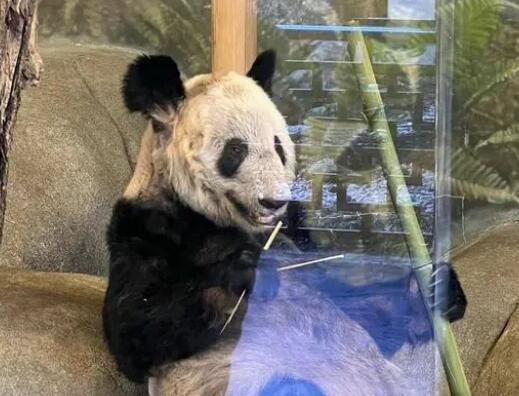 美动物园称希望再租借一对年轻熊猫 乐乐离世内幕太心酸了