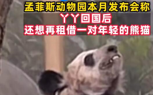 美动物园称希望再租借一对年轻熊猫 意外至极真相简直不可思议
