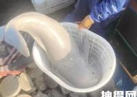 渔民误捕“海猪”?官方:是江豚 内幕曝光简直太意外了