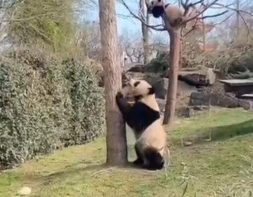 网友突击式检查世界各地大熊猫 原因竟是这样太暖心了