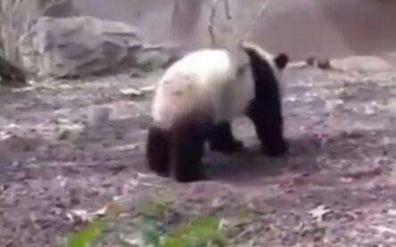 大熊猫宝新已去世 背后真相实在让人惊愕